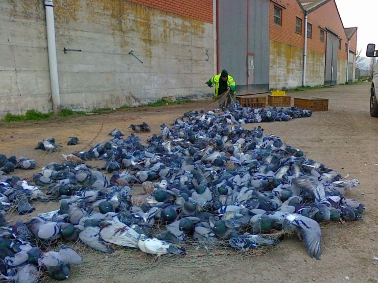 captura de palomas