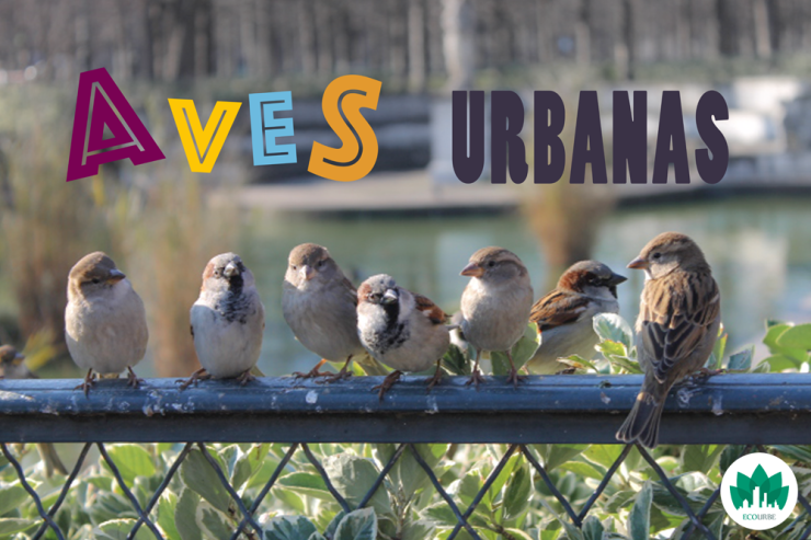 aves urbanas