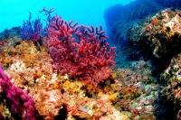 cambio climatico afecta arrecifes de coral
